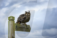 Landscape, Rhayader, Mid Wales, Eagle Owl, raptor, bird of prey, sign post, Llewellyn,