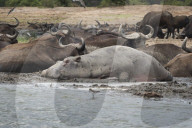 Hippototomus, Buffalo, Queen Elizabeth National Park