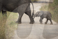African Elephant, Queen Elizabeth National Park