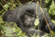 Mountain Gorilla, Bwindi Impenetrable National Park,