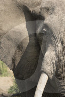African Elephant, Queen Elizabeth National Park