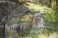 Bengal tiger, Ranthambhore National Park, Rajasthan, India, Asia
