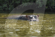 Hippopotomus, Lake Mburu National Park