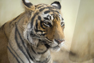 Bengal tiger, Ranthambhore National Park, Rajasthan, India, Asia