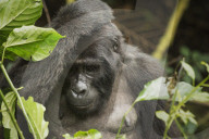 Mountain Gorilla, Bwindi Impenetrable National Park,