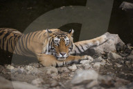 Bengal tiger, Ranthambhore National Park, Rajasthan, India, Asia