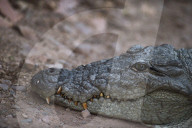 Nile crocodile, Ranthambhore National Park, Rajasthan, India, Asia