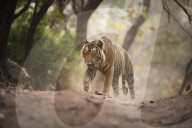 Bengal tiger, Ranthambhore National Park, Rajasthan, India, Asia