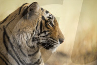 Bengal tiger, Ranthambhore National Park, Rajasthan, India, Asia