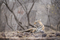 Bengal tiger, Ranthambhore National Park, Rajasthan, India, Asia