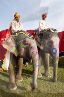 Colorful elephants at the Jaipur elephant festival