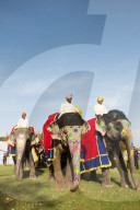 Colorful elephants at the Jaipur elephant festival