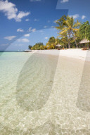 Turquoise sea and white palm fringed beach
