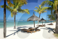 Sunbeds and palm trees