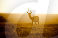 springbok at sunset