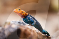 Kenyan Rock Agama Lizard, Agama lionotus, Kenya, Africa