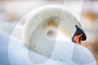 Swan in the morning light