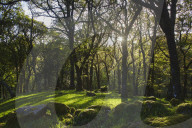 Ancient oak woodland in the Dart Valley, near Dartmeet, Dartmoor National Park, Devon, Great Britain.