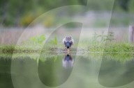 Mallard (Anas platyrhnchos), Scottish Highlands
