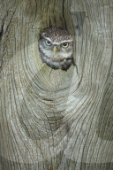Little Owl (Athene noctua), Gloucestershire, Captive