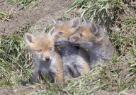 Red Fox Cubs (Vulpes vulpes), Middlesborough, England