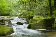 River Fowey, Goliath Falls, Looe, Cornwall, United Kingdom