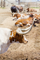 Cattle in Fort Worth Stockyards, Texas, USA
