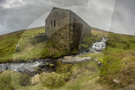 SHEEP, WHARFEDALE