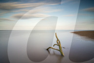 Driftwood, Gibraltar Point, Skegness, Lincolnshire, England