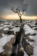 Tree in the snow, Twistleton Scar End, Ingleton, Yorkshire, England