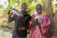Baba Peter Keita and son Richard Peter, run a fish farm. They have received technical training in fish farming and marketing and business training from VSO local partner PAD. PAD (Premier Agricultural Development) is a VSO partner organisation in Madakiya