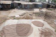 Lira - drying sorghum