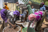 The women of of Kasalagu Womens Cooperative, washing Shea nuts to make Organic Shea butter for Tama.  Tamale, Northern Region, Ghana.