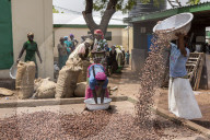 The women of of Kasalagu Womens Cooperative, drying clean Shea nuts to make Organic Shea butter for Tama.  Tamale, Northern Region, Ghana.