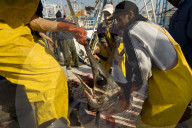 Fishermen landing swordfish at the fishmarket in tangier, Morocco