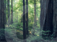 Giant redwood (sequioa) trees in Redwood National Park, Northern California