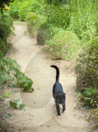 a cat patrols a garden path