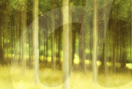 poplar trees, france