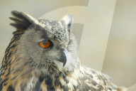 Eagle Owl,