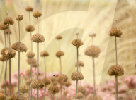 Seed heads