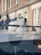 Fat cat dozing in the sun on the roof of a car
