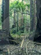 Giant redwood (sequioa) trees in Redwood National Park, Northern California
