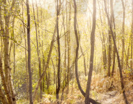 Light through the trees in autumn