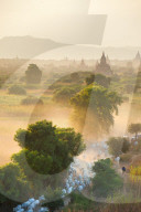 Farmers herding cattle in the ancient city of Bagan where more than 2200 ancient temples remain of the original 10000, Bagan (Pagan), Myanmar (Burma), Asia