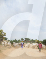 Farmers herding cattle in the ancient city of Bagan where more than 2200 ancient temples remain of the original 10000, Bagan (Pagan), Myanmar (Burma), Asia