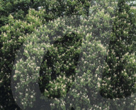 Chesnut Tree blossom