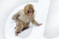 Japanese macaque or Snow Monkey (Macata fuscata), in the snow, Jigokudani Yaen-Koen, Nagano Prefecture, Japan