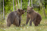 Brown bears (Ursus arctos), Finland, Scandinavia, Europe