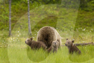 Brown bear (Ursus arctos) mother and cubs, Finland, Scandinavia, Europe