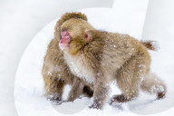 Japanese macaques or Snow Monkeys (Macata fuscata), playing in the snow, Jigokudani Yaen-Koen, Nagano Prefecture, Japan